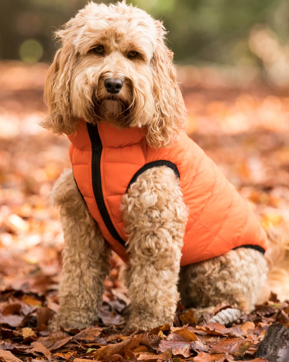 Reversible Dog Puffer Jacket - Orange and Navy